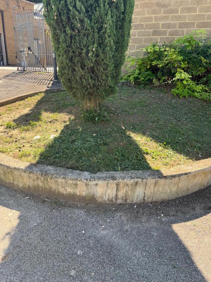 A tall, bushy tree casts a shadow on a manicured lawn, bordered by a low concrete edge, with a gravel path visible in the foreground.