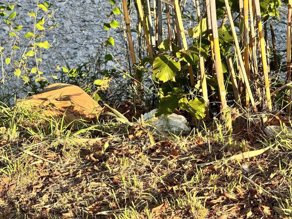A close-up view of a natural area featuring green leaves, grasses, and a brown object partially hidden among the foliage near a body of water.