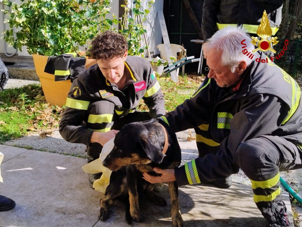 Due vigili del fuoco assistono un cane di razza Labrador in un giardino, mentre lo preparano per il recupero dopo un'intervento di salvataggio.