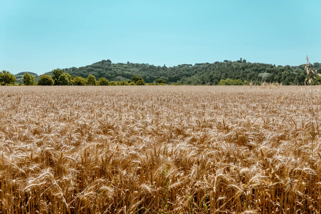 A golden wheat field stretches out towards a distant hillside covered with lush greenery and trees under a clear blue sky.