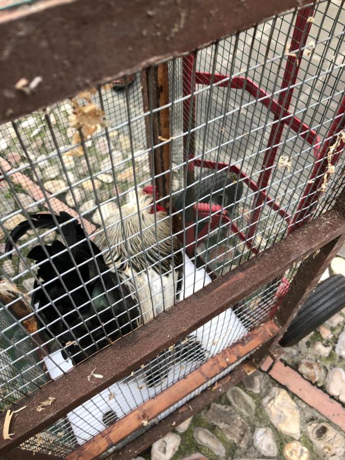 A close-up view of a small caged area containing several chickens, including a white and black rooster, with a cobblestone surface visible in the background.
