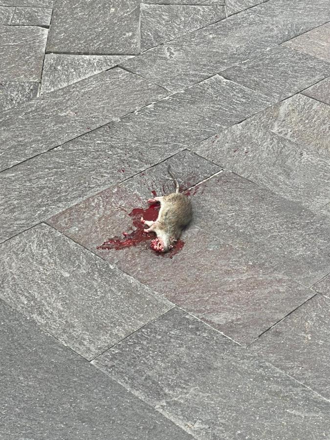 A dead rodent lying on a stone surface, surrounded by a pool of blood.