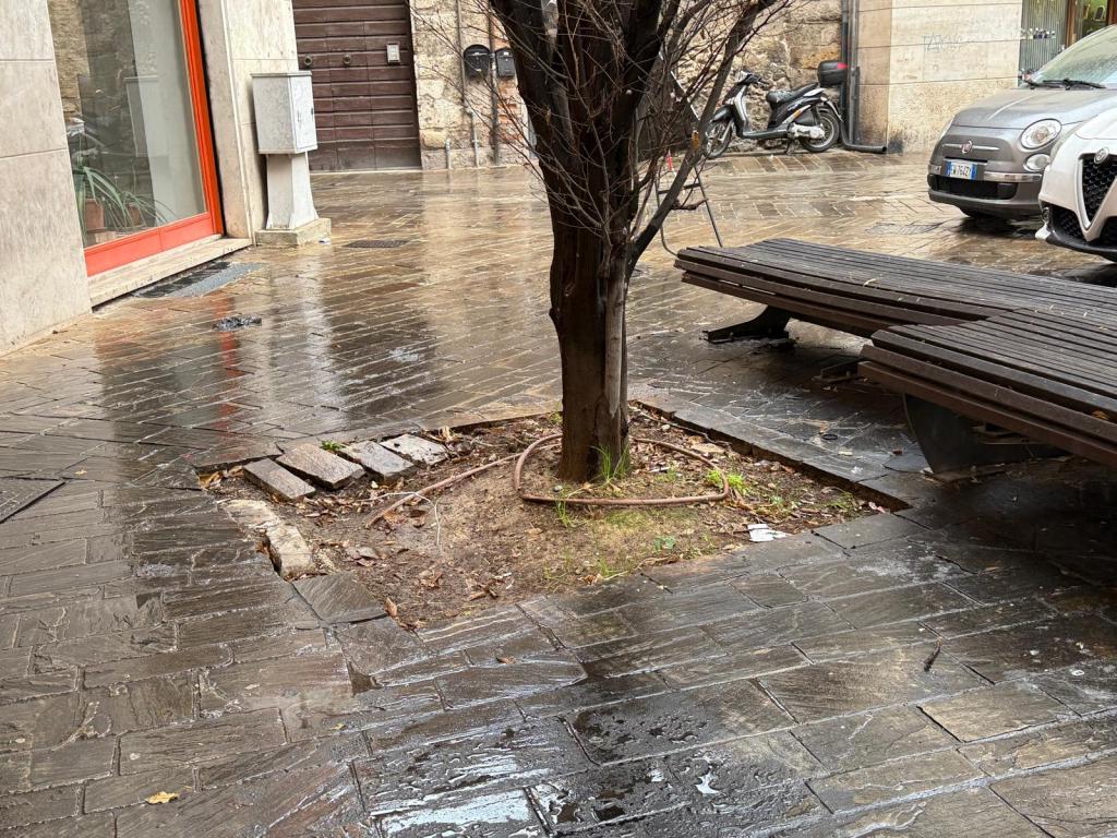 Sidewalk view showing a wet pavement near a tree, with a wooden bench and adjacent buildings.