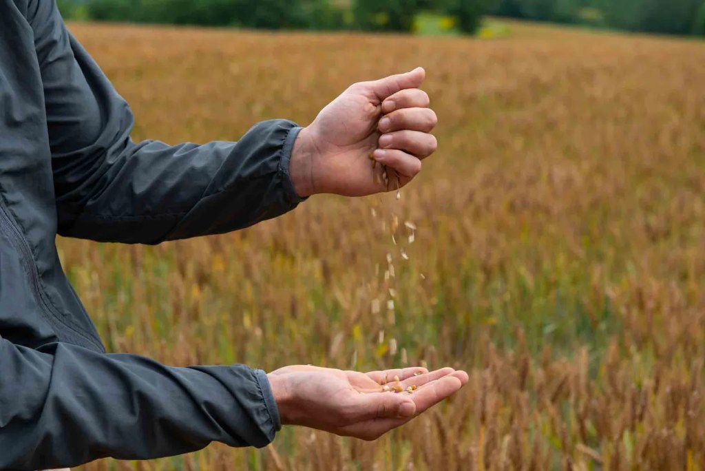 Person scattering seeds in a field during a cloudy day, with a focus on hands and grains falling.