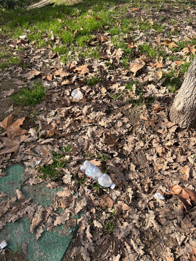 A patch of ground covered in brown fallen leaves, with two discarded plastic bottles and small patches of green grass visible among the leaves.