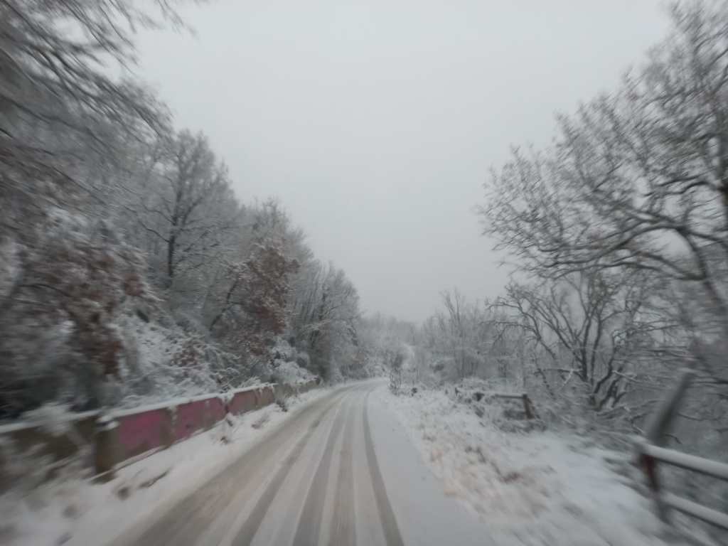 Strada innevata circondata da alberi, visibilità ridotta a causa della neve e condizioni meteorologiche avverse.
