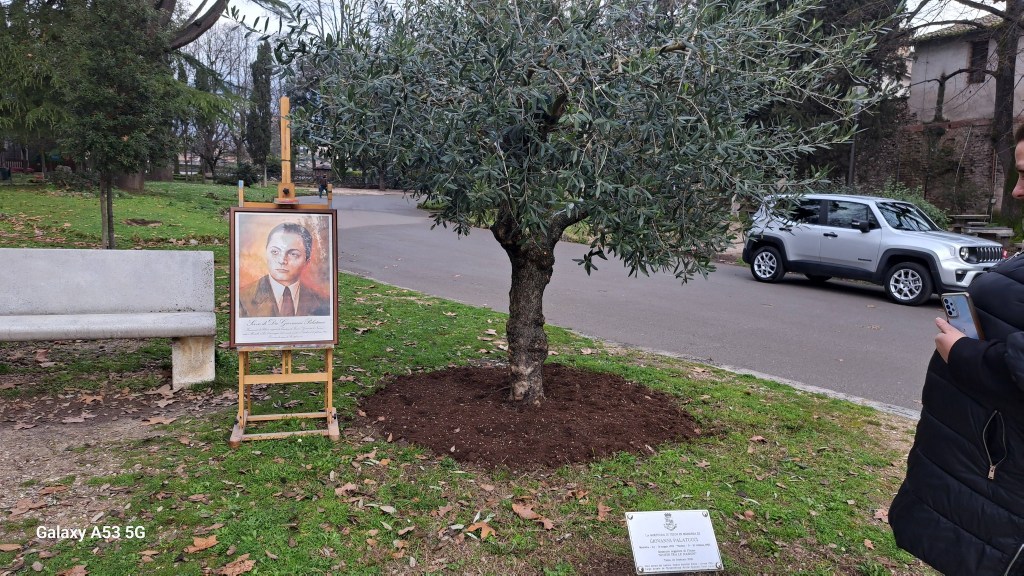 A portrait displayed on an easel next to an olive tree in a park, with a bench in the foreground and a car parked on the street in the background.