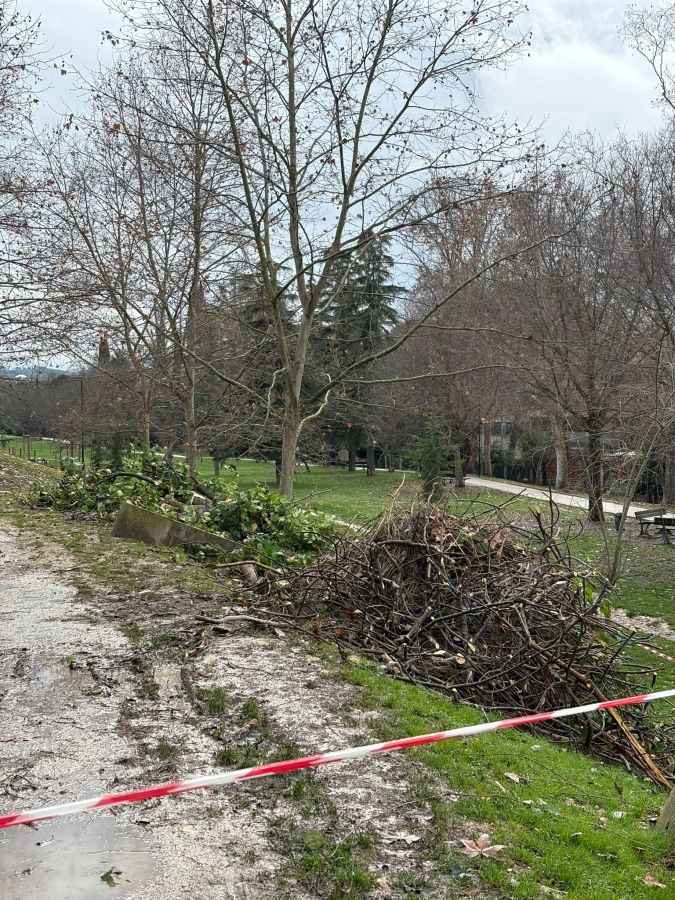 A park area with leafless trees and a pile of trimmed branches and debris along a muddy path, marked by red and white caution tape.