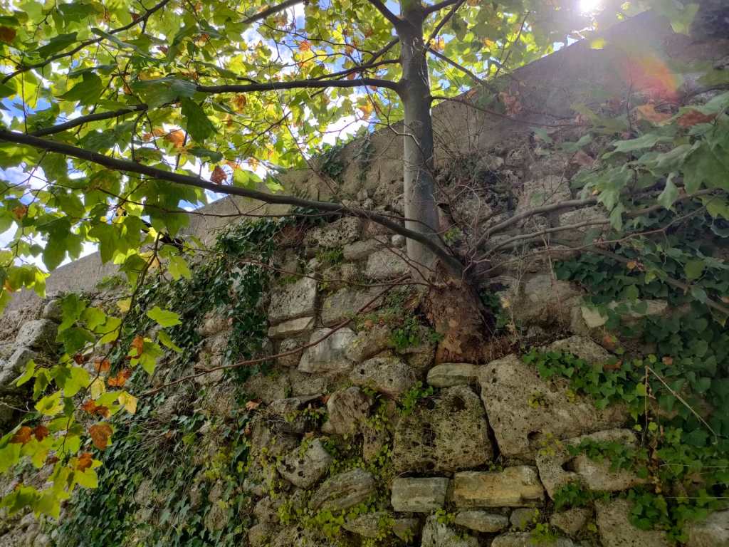 A close-up view of a stone wall covered with green ivy and a small tree growing from the wall, beneath a bright sky with scattered clouds.