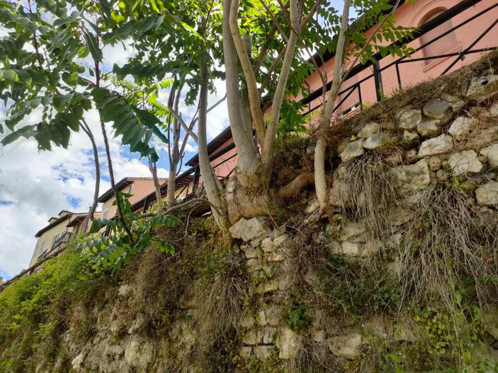 A tree growing on a rocky hillside, with buildings visible in the background and a partly cloudy sky above.