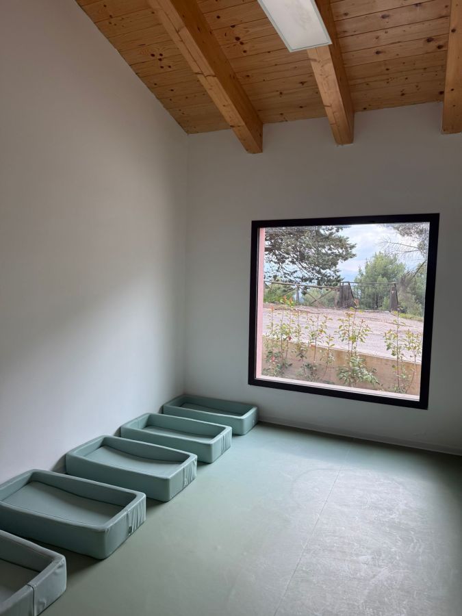 A spacious room with wooden beams on the ceiling, featuring five green pet beds arranged along one wall and a large window providing a view of outdoor greenery.