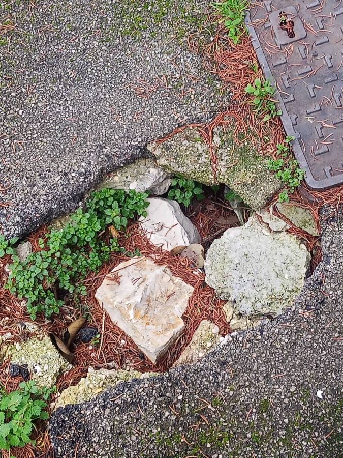 Close-up view of a cracked pavement revealing stones and greenery in the crevices, with pine needles scattered around.