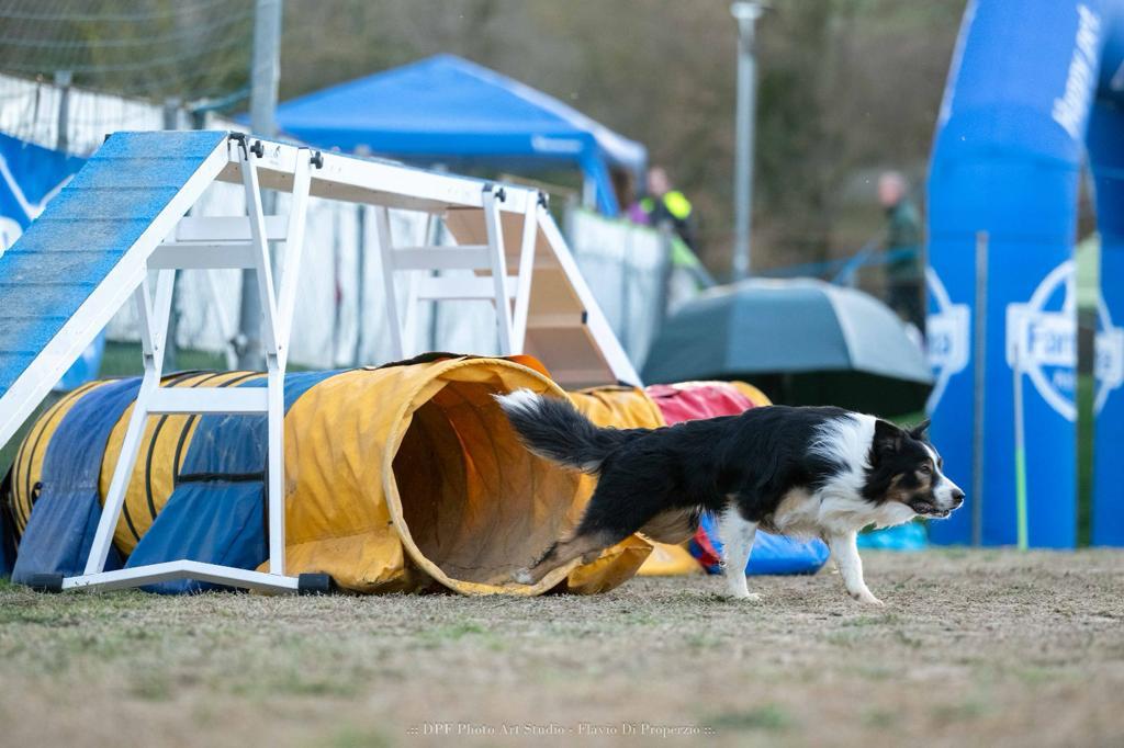 A Border Collie running through an agility tunnel at a dog competition, with an A-frame obstacle in the foreground.