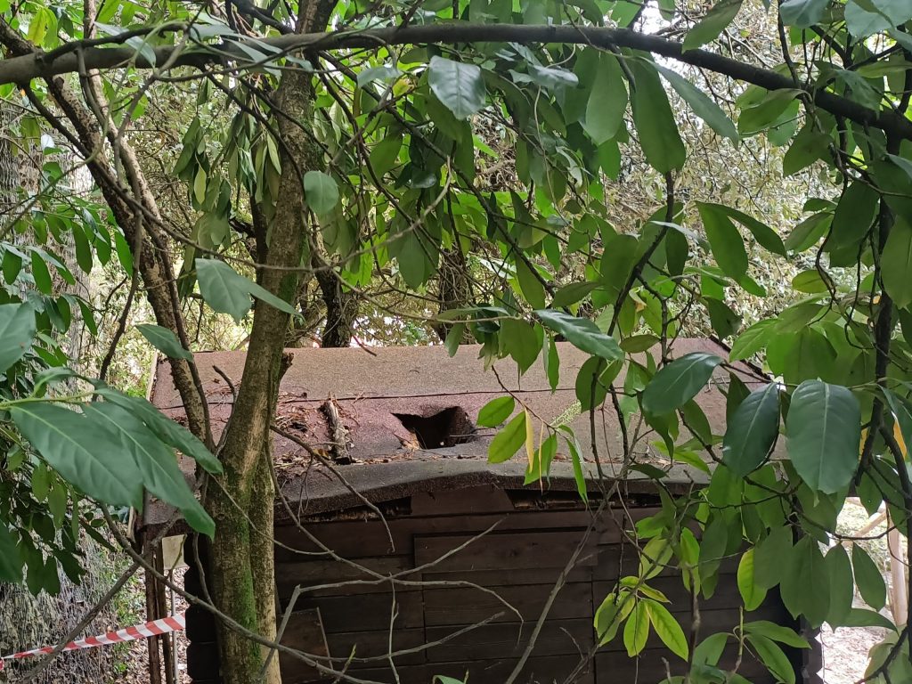 A weathered wooden shed partially hidden by dense green foliage, with a rusty roof and a visible hole.