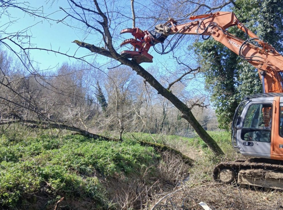 A heavy machinery tree trimmer is cutting a large tree branch in a wooded area under a blue sky.