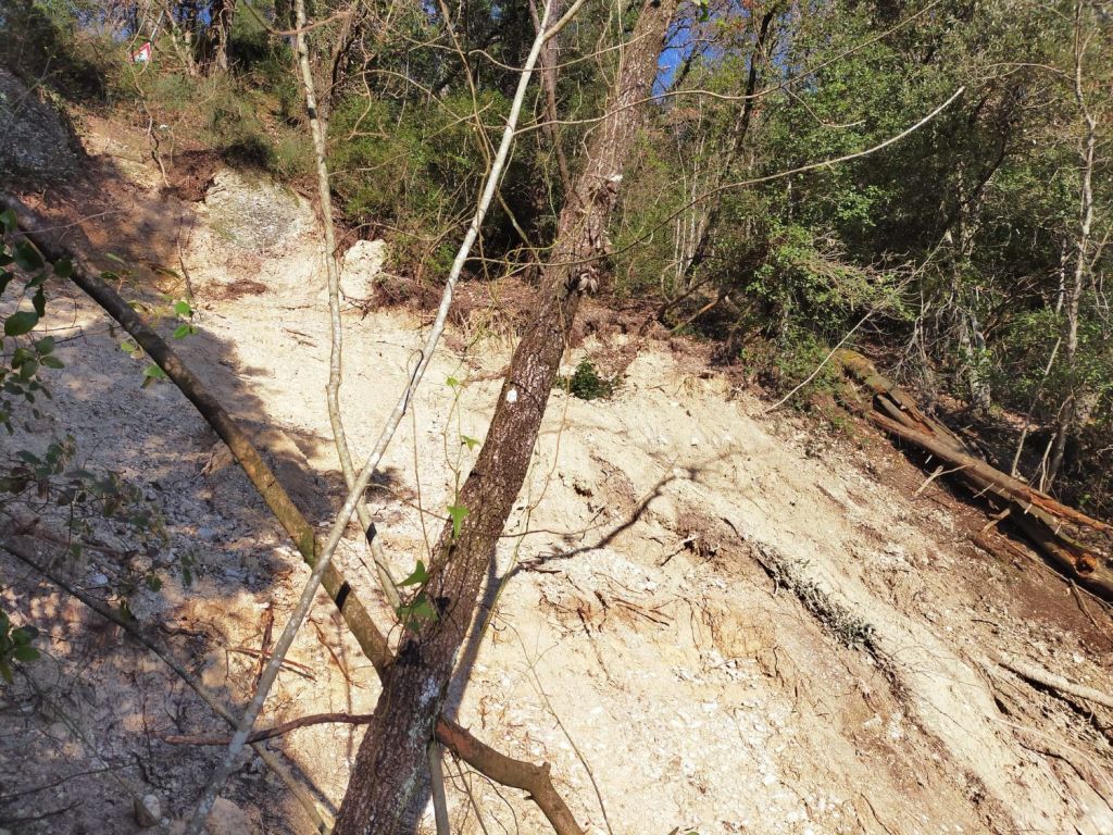 A natural landscape showing a steep, eroded hillside with exposed soil and tree roots, surrounded by dense greenery and scattered branches.