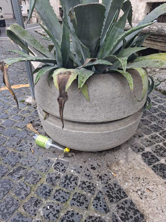 A large green agave plant in a gray concrete planter, with some brown, wilted leaves. A soda bottle is lying on the ground beside the planter, on a cobblestone surface.