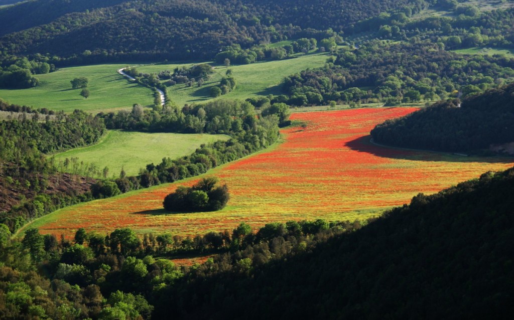 Aerial view of a vibrant flower field with a striking contrast of bright orange and green, surrounded by lush greenery and rolling hills.