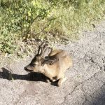 Il capriolo investito a Fontivegge (foto Lorenzo Brunetti)