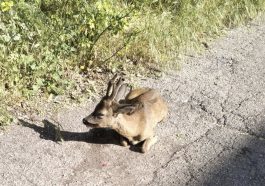 Il capriolo investito a Fontivegge (foto Lorenzo Brunetti)