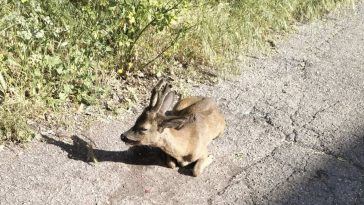 Il capriolo investito a Fontivegge (foto Lorenzo Brunetti)