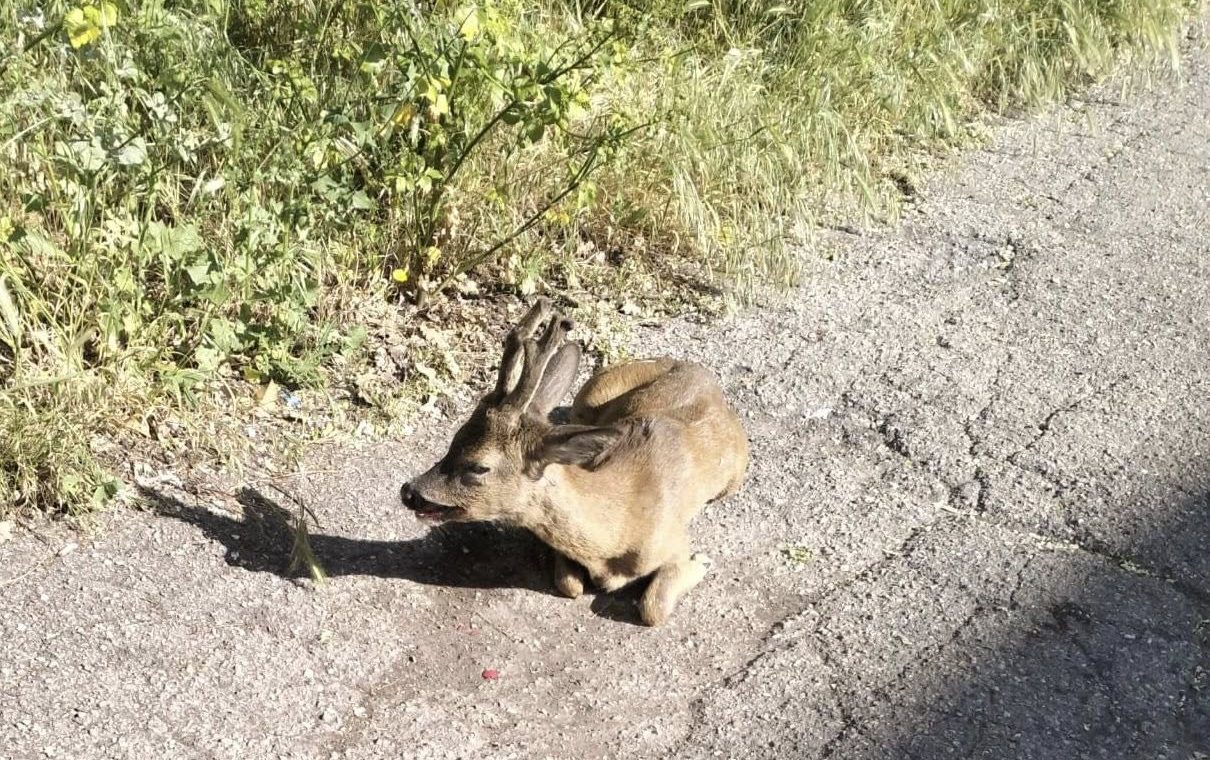 Il capriolo investito a Fontivegge (foto Lorenzo Brunetti)
