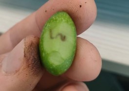 oliva mosca
